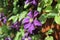 The climbing plant Clematis