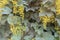 Climbing plant with green leaves and yellow flowers hanging in clusters. Nature background. Close-up