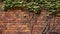 Climbing plant growing on antique brick wall