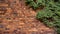 Climbing plant growing on antique brick wall