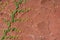 Climbing plant growing on antique red wall