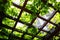 climbing plant on the pergola