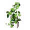 Climbing plant Trendy indoor. Modern flower pot. Plant vase. Plant growing. Vector illustration