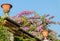 Climbing Plants in Italian Garden