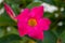 Among the climbing plants with the most beautiful flowers observed Dipladenia, better known by the name of Mandevilla or Brazilian