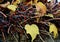 Climbing plants with sticky tendrils stick to the surface of a concrete brick wall. at the sidewalk sunken sprinkled with leaves c