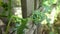 Climbing plants on a wooden fence