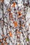 Climbing plants with yellowed autumn foliage on the wall. Vertical close-up photo