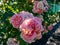 Climbing Rose \\\'Alchymist\\\' bearing full, rosette-shaped flowers of golden yellow flushed with orange and pink