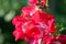 Climbing Rose, large bright red flowers with white centres growing outside in open air district garden close up, macro