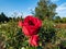 Climbing rose \\\'Red eden rose\\\' flowering with large, full, cluster-flowered, cupped, old-fashioned blooms