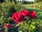 Climbing rose \\\'Red eden rose\\\' flowering with large, full, cluster-flowered, cupped, old-fashioned blooms in sunlight