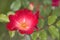 Climbing shrub Floribunda red Rose Cocktail close up