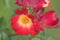 Climbing shrub Floribunda red Rose `Cocktail` closeup