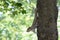 Climbing squirrel