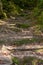 Climbing the stairs from the roots in the coniferous forest