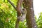 Climbing Three-toed Sloth