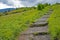 Climbing the trail on Roan Mt, the Flame Azalea are blooming.