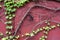 Climbing vine of wild grapes on a burgundy wall