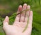 Climbing wattle on hand