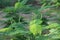 Climbing Wattle vegetable growth in the local farm