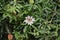 Climbing white Passiflora plant with seeds and flowers