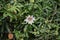 Climbing white Passiflora plant with seeds and flowers