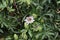 Climbing white Passiflora plant with seeds and flowers