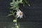 Climbing white Passiflora plant with seeds and flowers