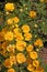 Climbing yellow roses closeup, Persian Yellow, Foetida Persiana