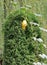 Climbing Yellow Squash on Cedar Tree