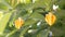 Climbing Ylang-Ylang, Manorangini, Hara-champa, Kantali champa flower