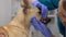 Clinic female worker in gloves examining dog teeth, pet oral hygiene dental care