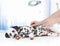 Clinical dog examination by veterinary doctor with