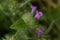 Clinopodium vulgare, Clinopodium vulgare, wild basil