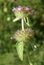 Clinopodium vulgare, Wild basil