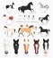 Clip Art Horse Markings