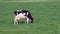 Clip of dairy cattle cows used to produce milk and other dairy products