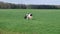 Clip of dairy cattle cows used to produce milk and other dairy products on a lush green farm during