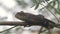 Clip of a oriental garden lizard in nature
