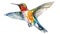 Clipart of beautiful hummingbird design in multicolor watercolor style flying