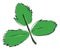 Clipart of three green leaves on a slender stalk vector or color illustration