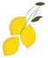 Clipart of three lemons hanging individually on a long and slender stalk vector or color illustration