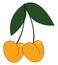 Clipart of two hanging yellow cherries, vector or color illustration