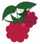 Clipart of two red fresh-looking raspberries with green leaves vector or color illustration