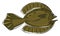 Clipart of a winter flounder fish/Pseudopleuronectes americanus vector or color illustration