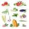 Clipboard of handpainted watercolor organic vegetable cliparts