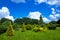 Clipped evergreen thuja bushes in topiary different shape.