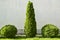 Clipped evergreen thuja trees on background of building wall. Cupressaceae, plants of Cypress families. Copy space.