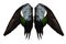 Clipped real duck wings on white background isolated front angel two pair